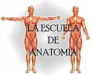 La Escuela De La Anatomía